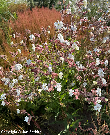 Silene latifolia ssp. alba, valkoailakki